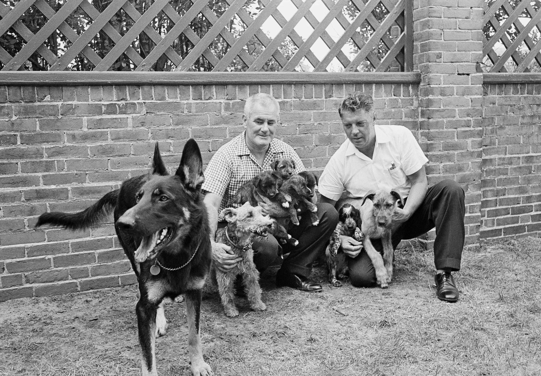 1963, Clipper, Charlie, Blackie, White Tip, Streaker, Butterfly, Shannon, and Wolf